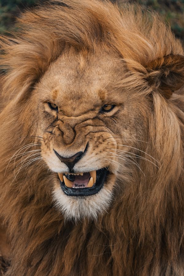 A King’s Fury thumbnail