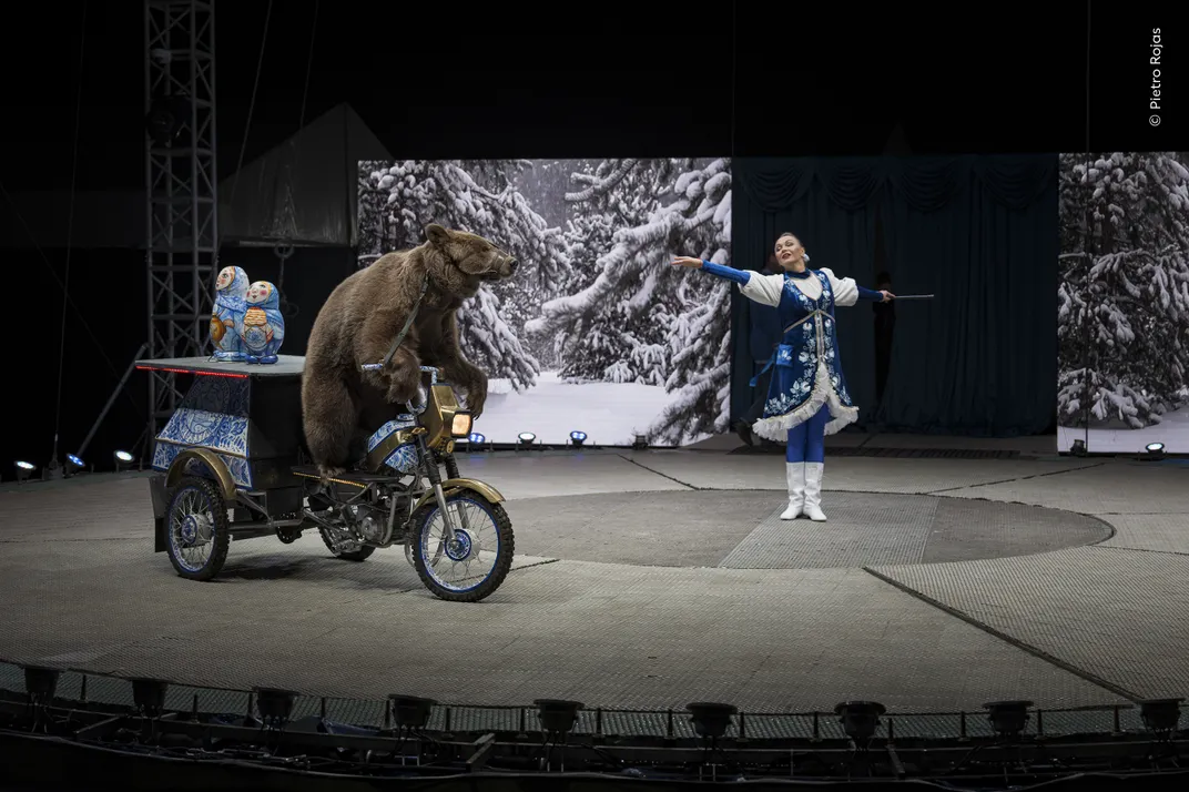 a brown bear, muzzled, rides a three-wheeled bike in front of a circus performer