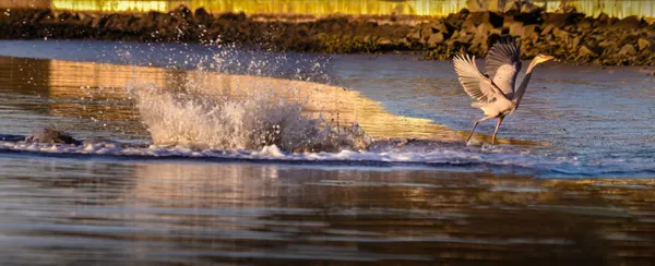 Surprise Buck Hall Porpoise Heron Attack thumbnail