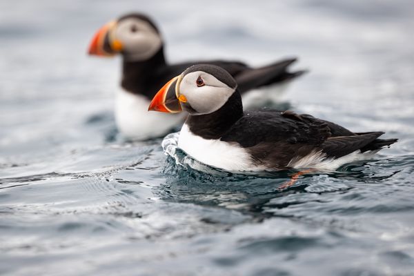 Atlantic Puffins in the Arctic waters of the Smeerenburgfjorden.