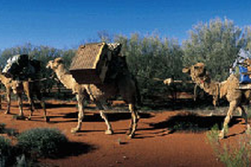 journeys_abcamels353.jpg