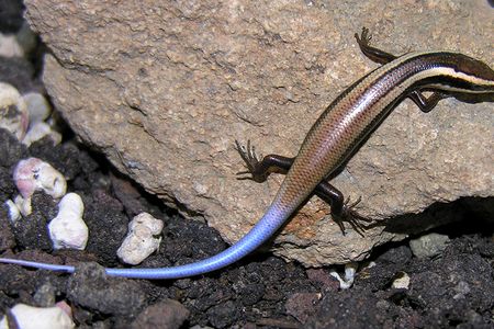 The Anguilla Bank skink, a Caribbean species discovered along with 23 others in 2012, is vulnerable to extinction.