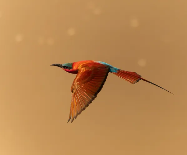 Carmine Bee Eater in Flight thumbnail