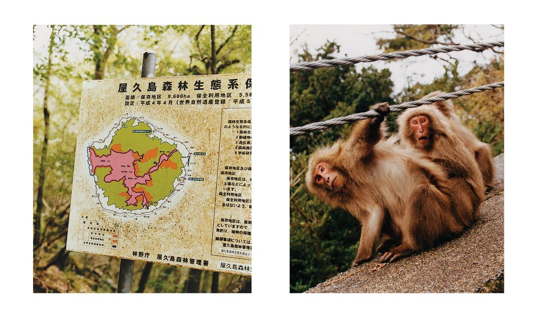 Trail map of Yakushima and three adult macaques
