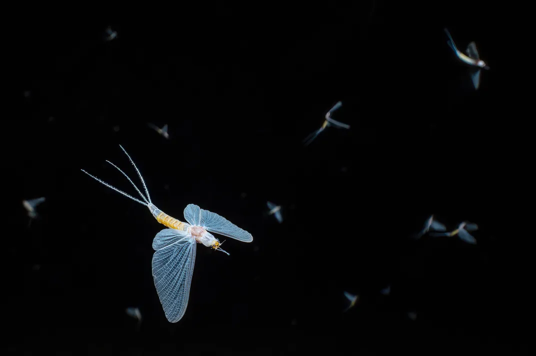 nearly a dozen white, near-transparent flies soar in the dark, with one large and in focus at the front
