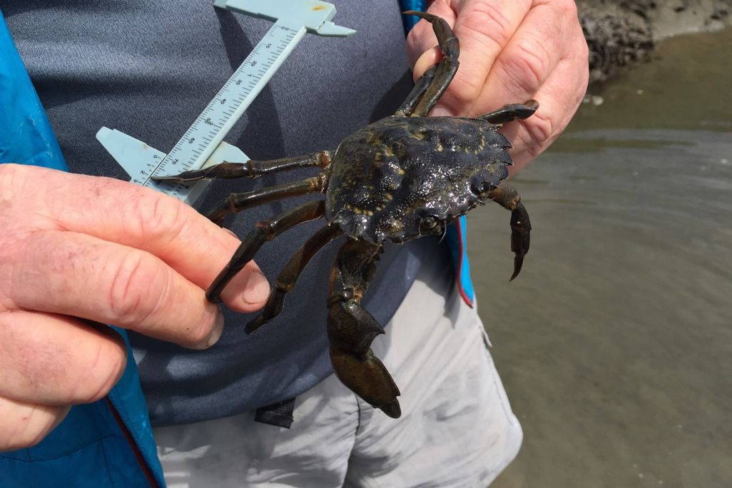 A person holds a green crab and a measuring device