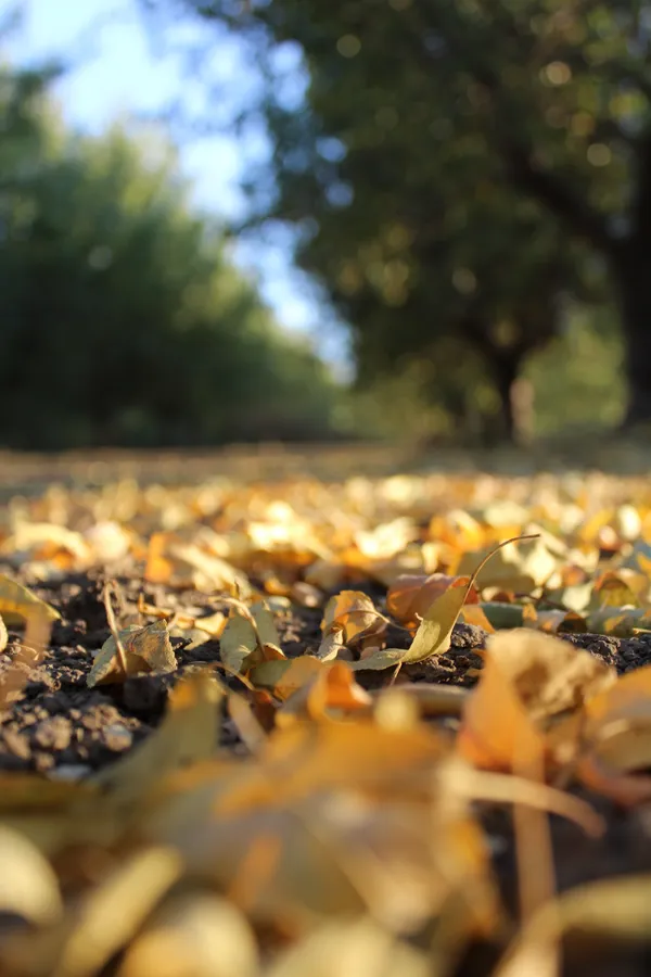 Fall in the Orchard thumbnail