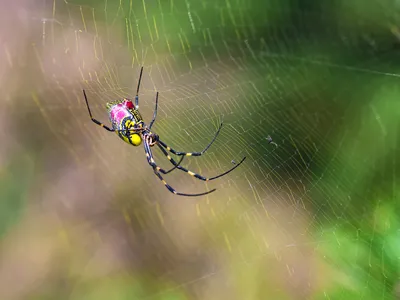 A&nbsp;Jorō spider, which was the victim of sensationalized reporting in the U.S. earlier this year