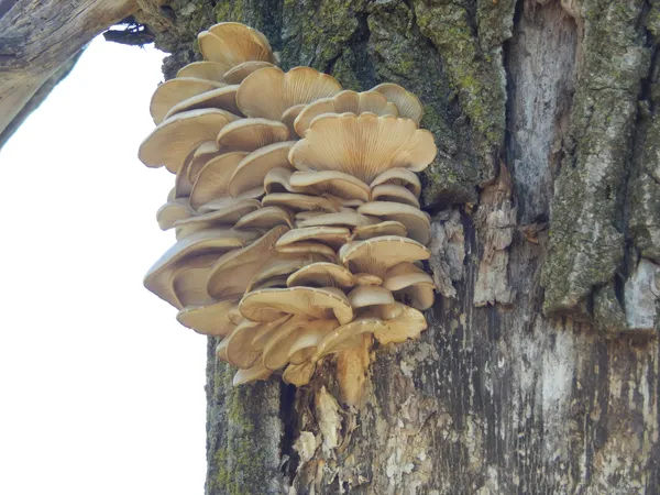 Oyster Mushrooms Ready to Eat thumbnail