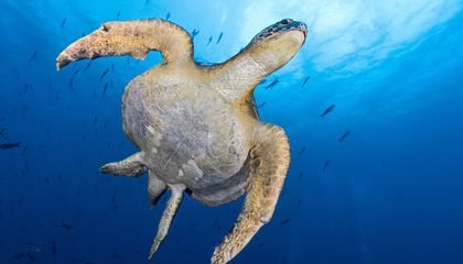 Celebrate World Turtle Day With 15 Photographs of the Delightful Reptiles