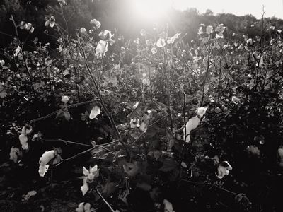 “I felt strongly that it was cotton that killed Emmett Till,” says photographer Andrew Lichtenstein.