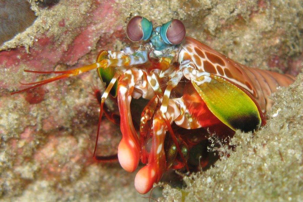 Closeup of a stomatopod crustacean