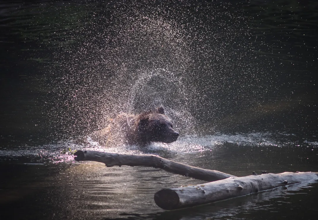 A bear shakes in a lake