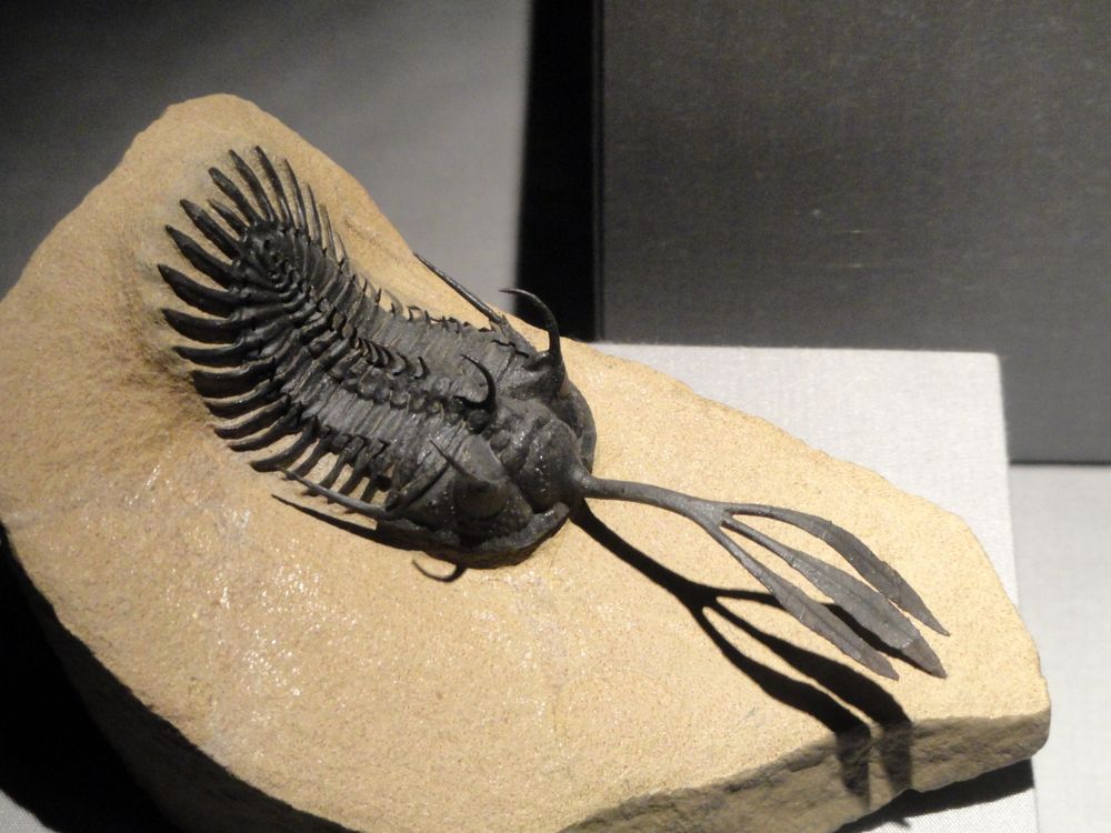 a trilobite fossil with a long, three-pronged trident coming out of its head