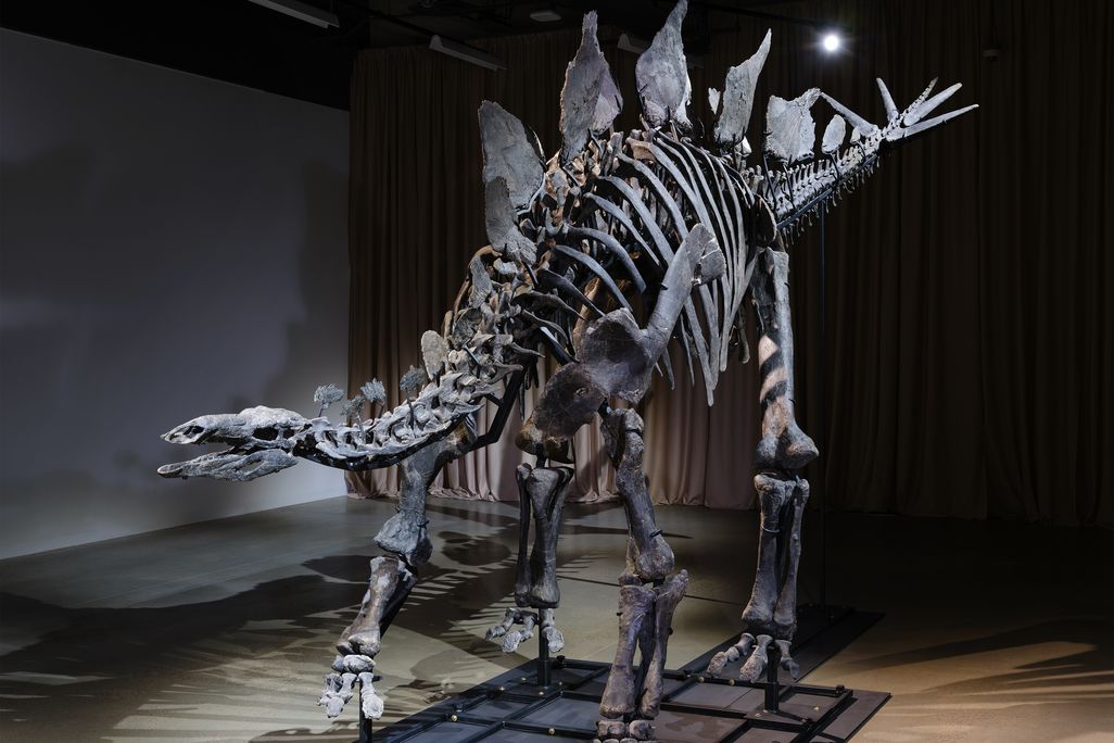a stegosaurus skeleton indoors