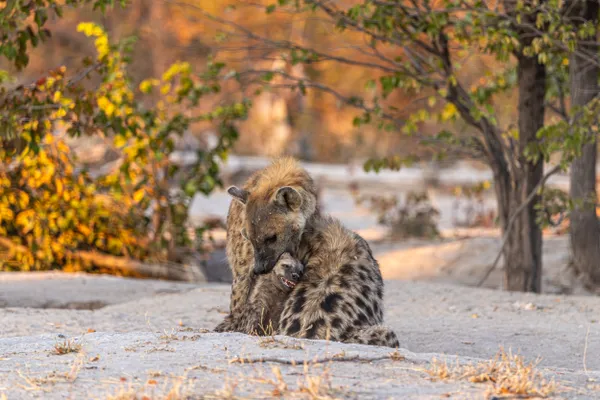 Hyena family portrait with smiling pup thumbnail