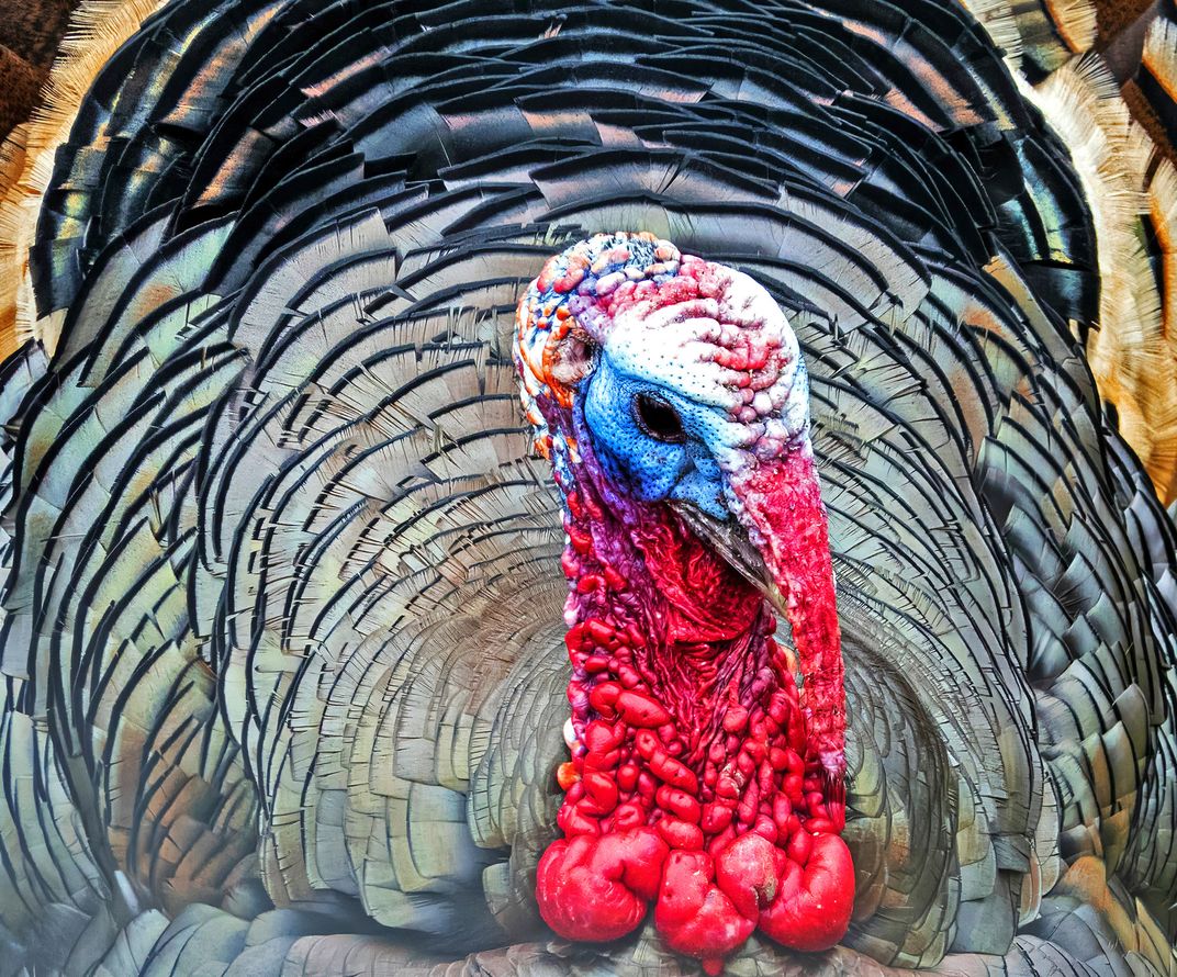 A Tom Turkey Shows the Colors | Smithsonian Photo Contest | Smithsonian ...