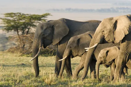 Africa was home to an estimated 5 million elephants a century ago, but today there are just 415,000 individuals left.