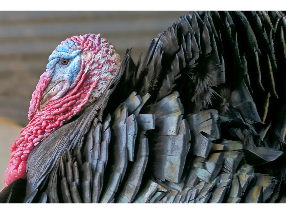 1 - This turkey, with his impressive wattle and snood, has nothing to fear during the Thanksgiving holiday. He gives thanks every November that he lives the secure life of a beloved pet.
