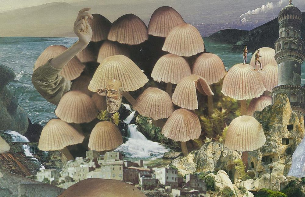 Mushrooms header 3.jpg