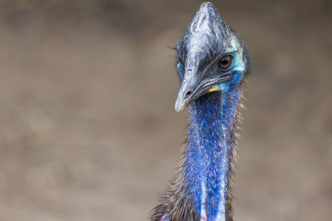 A close-up of a southern cassowary's head with colorful blue feathers, a sharp beak and a helmet-like casque.