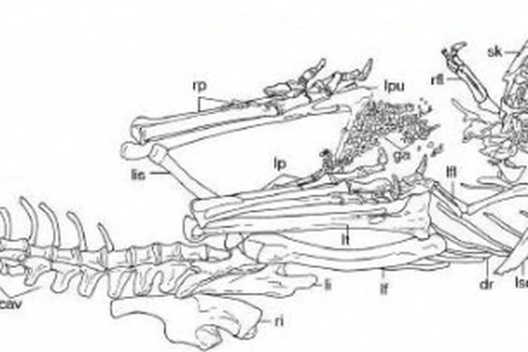 20110520083134limusaurus-skeleton.jpg