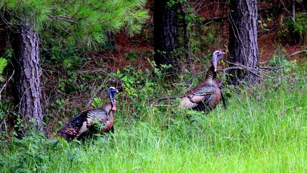 Eastern Wild Turkeys on an early afternoon stroll. thumbnail