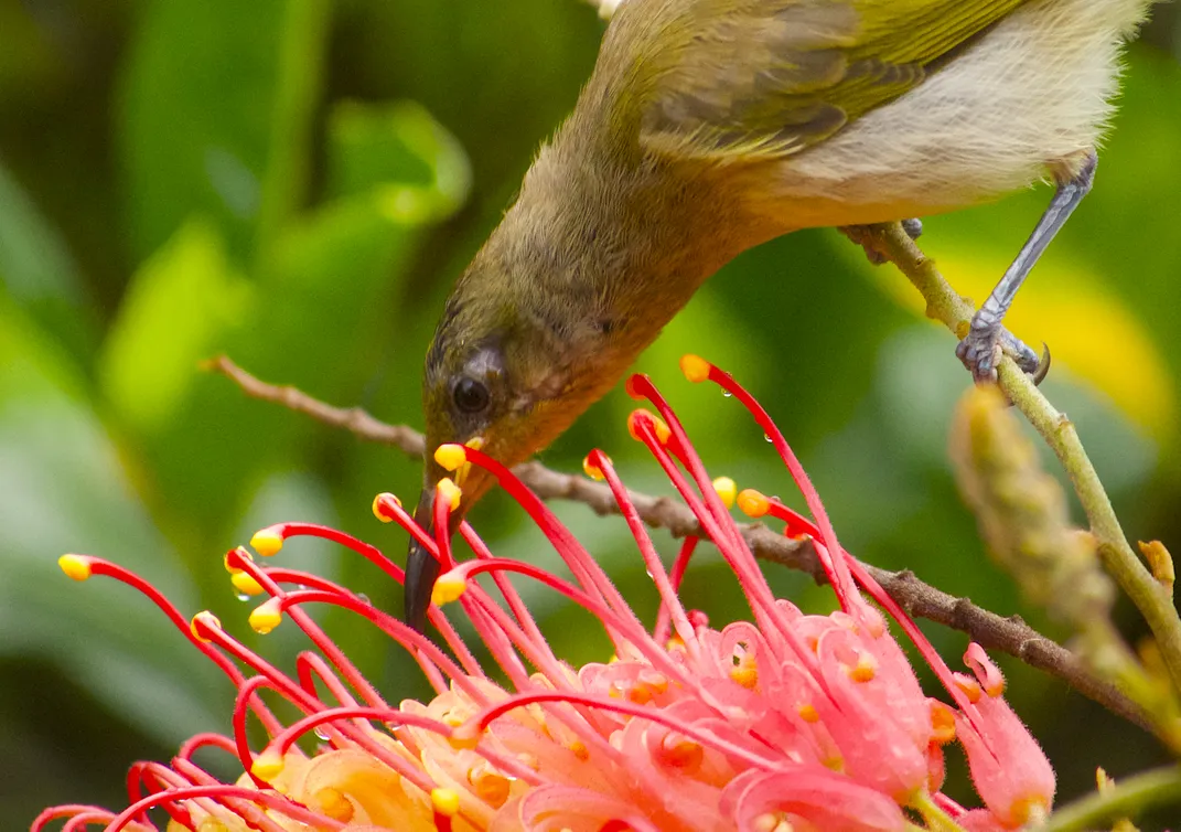 A finch eats nectar near a pink flower