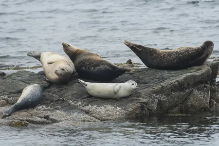 Seals in&nbsp;Bar Harbor, Maine