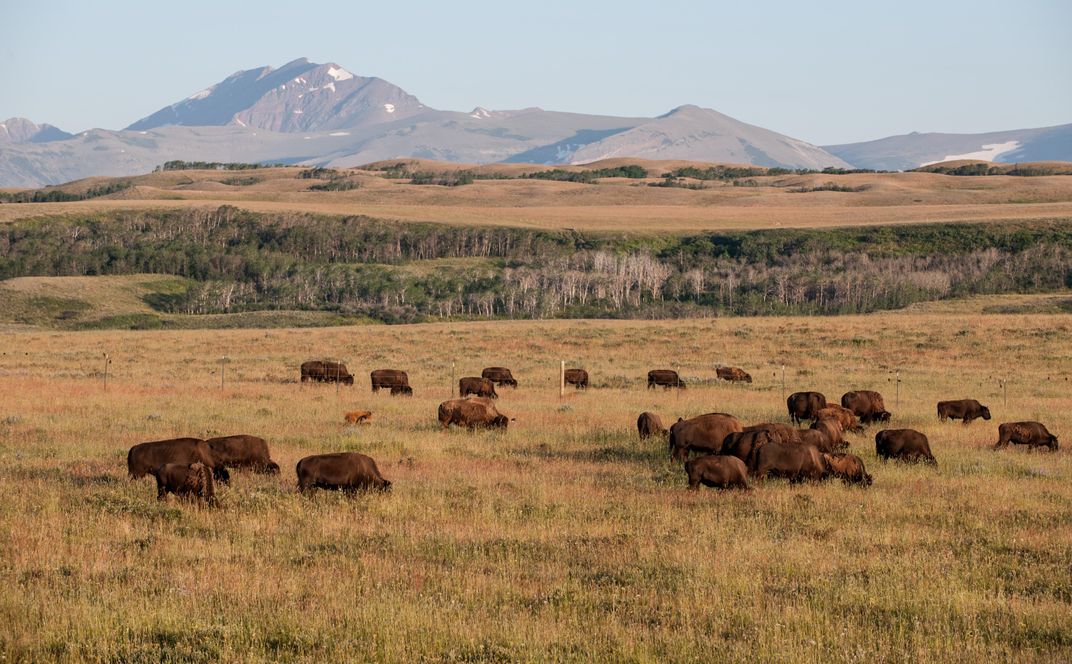 The Best Spots for Seeing Buffalo in Indian Country in Montana
