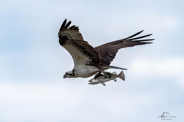 Osprey with Brown Trout thumbnail