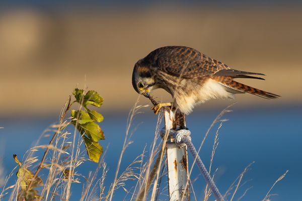 American Kestrel thumbnail