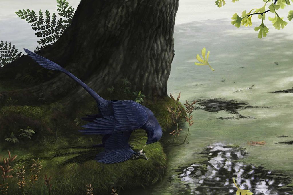 Microraptor Eating Fish