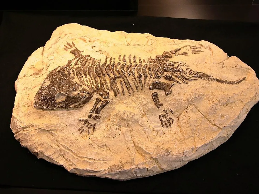 Fossil of a Seymouria (extinct). 