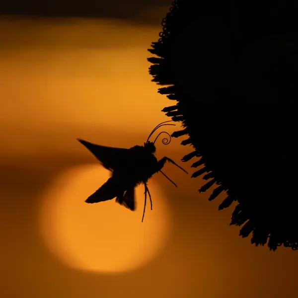 Moth at Sunset thumbnail