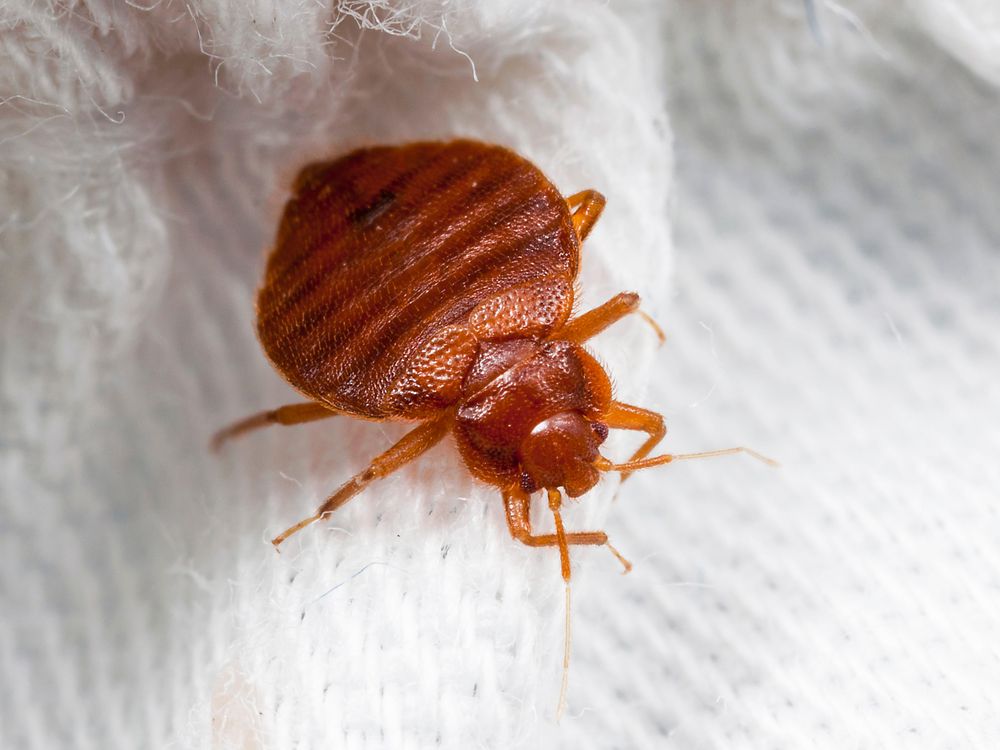 How Our Modern Lives Became Infested With Bed Bugs