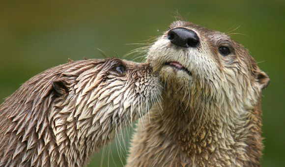 Two brown and gold otters nuzzle each other’s muzzles among the greenery.