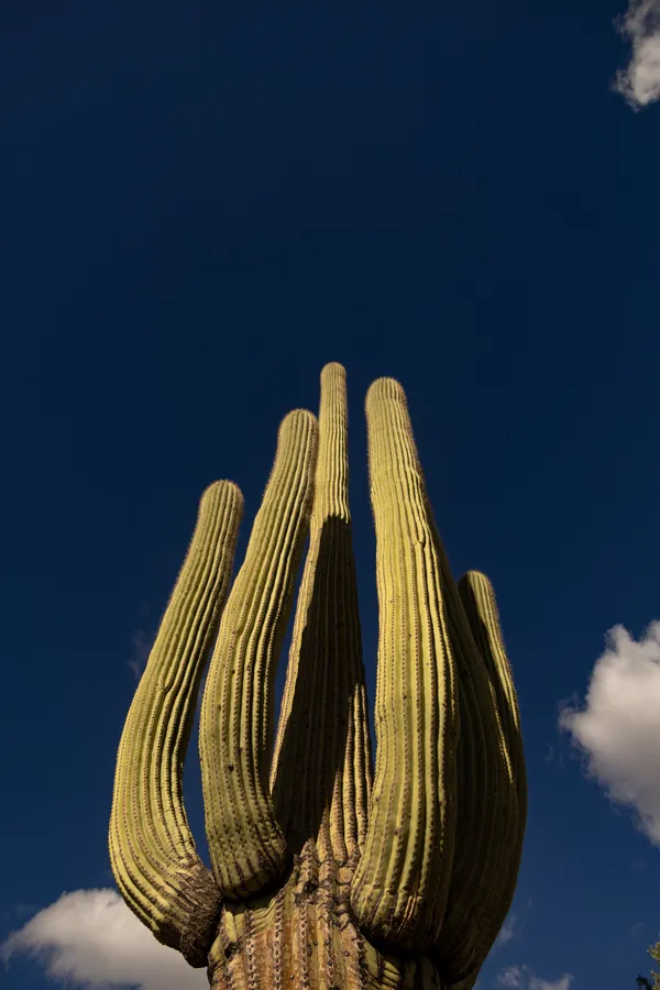 Reaching for the Sky thumbnail