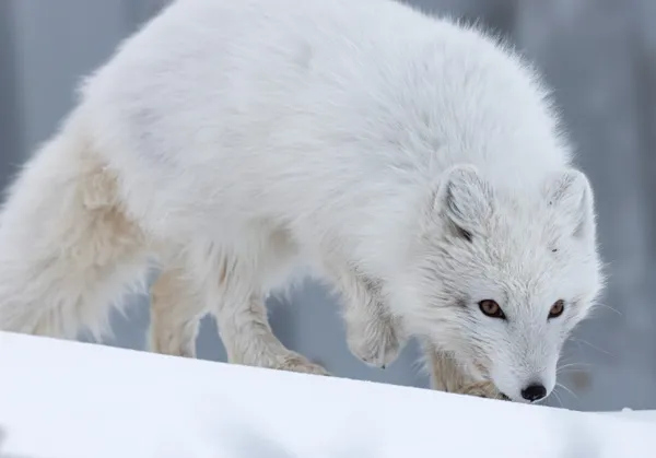 Winter Coat thumbnail