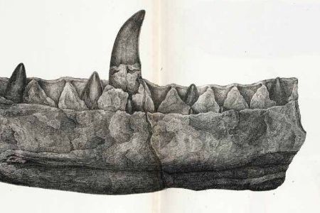 A fragment of the lower jaw of Megalosaurus, the first dinosaur to be scientifically named in 1824. Long before this, though, people puzzled about the nature of dinosaur bones.