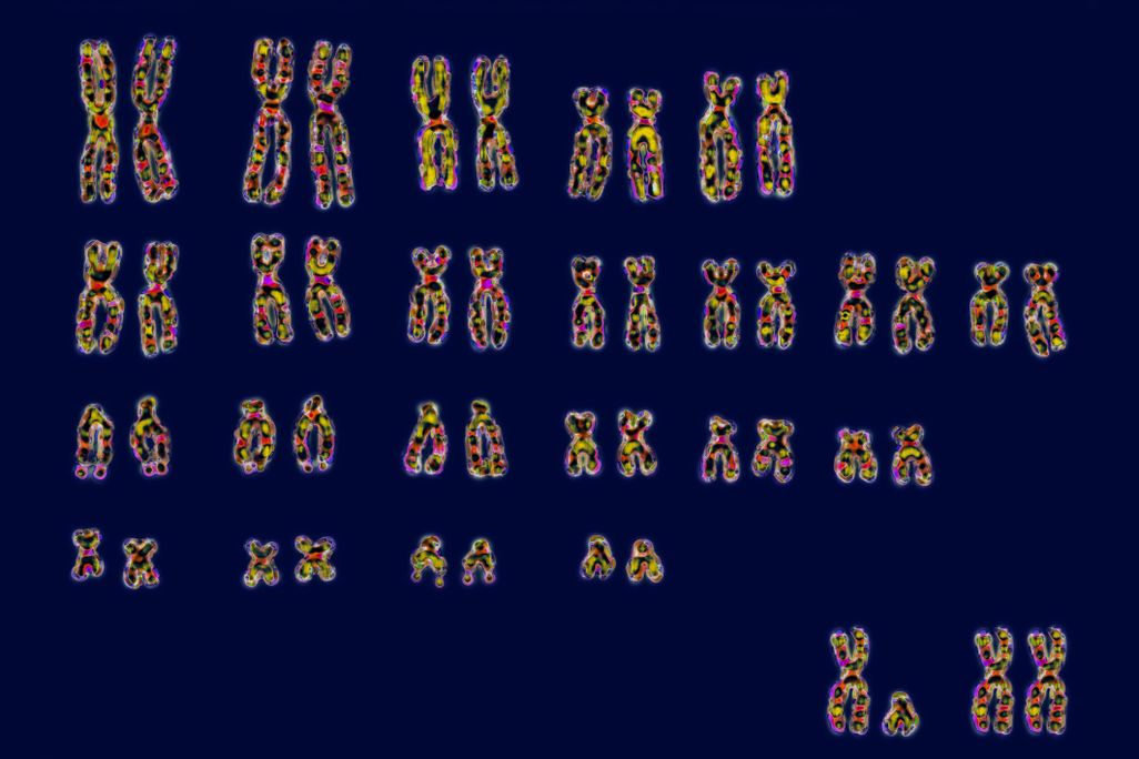 An image of the 23 pairs of human chromosomes, with both the XX and XY sex chromosomes