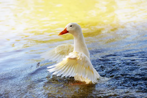Duck At The Lake thumbnail