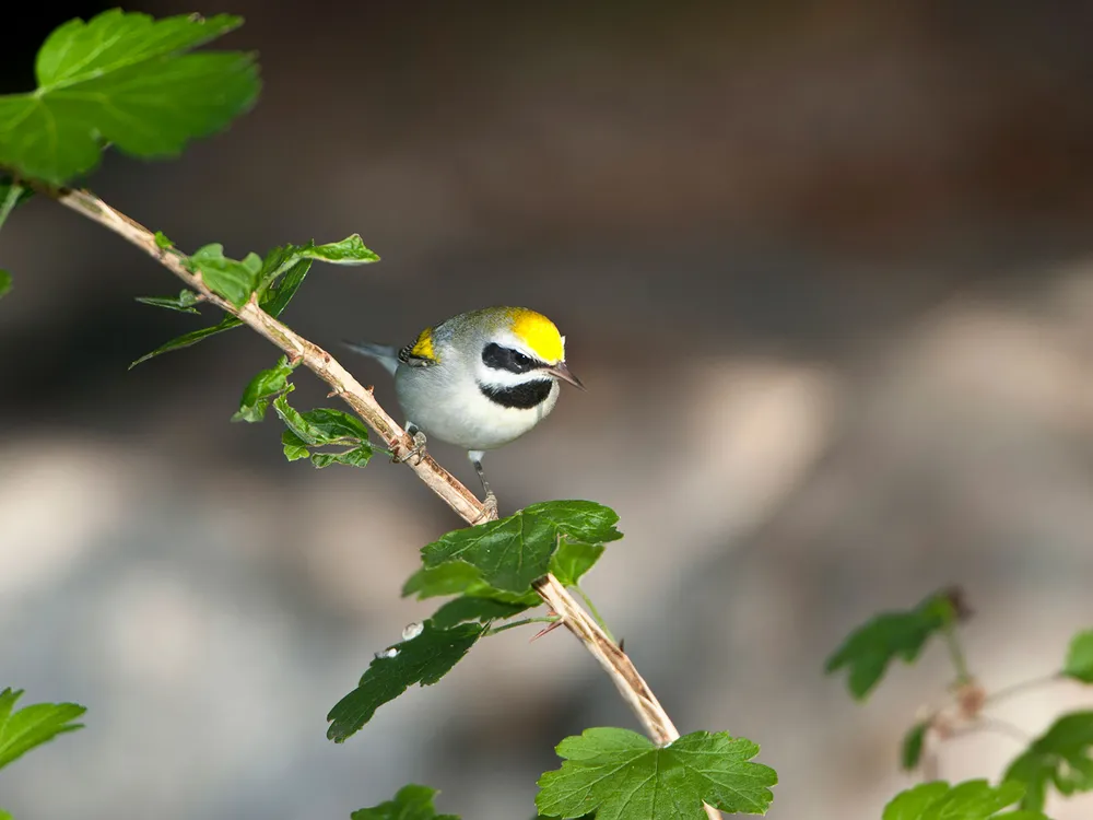 golden-winged warbler