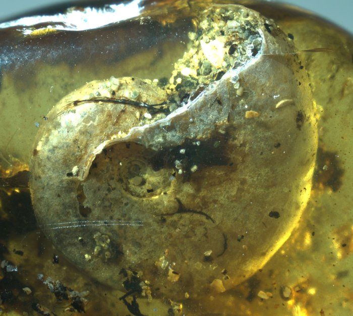 This 100-Million-Year-Old Squid Relative Was Entrapped in Amber