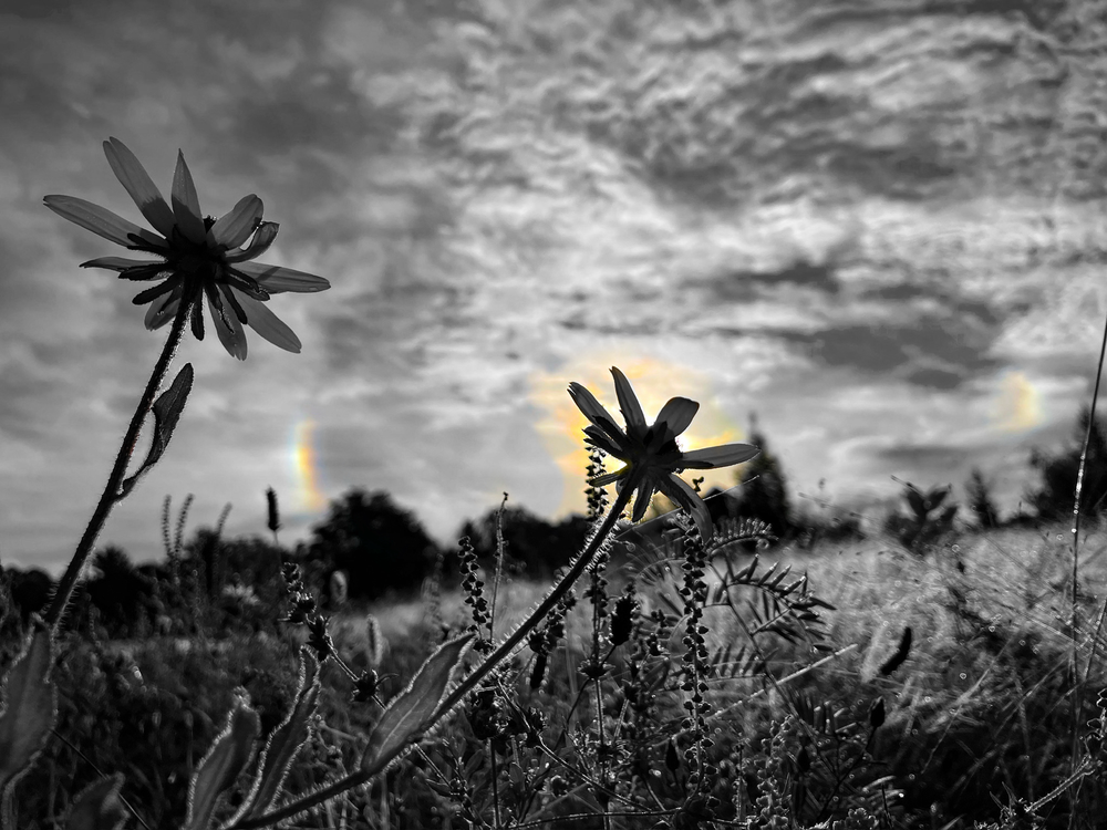Sun dog on a summer morning with heavy dew.
