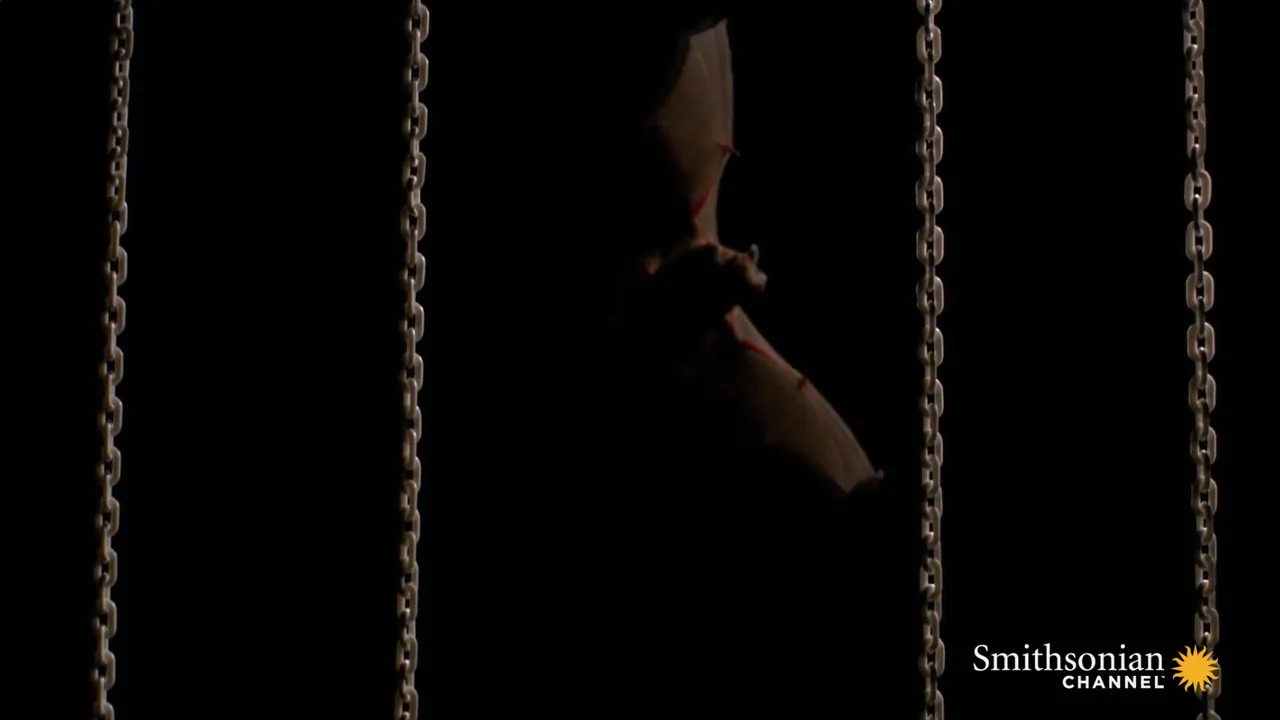 Preview thumbnail for What's Causing Millions of North American Bats to Die?
