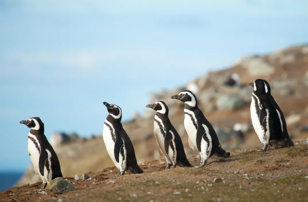 Magellanic penguins