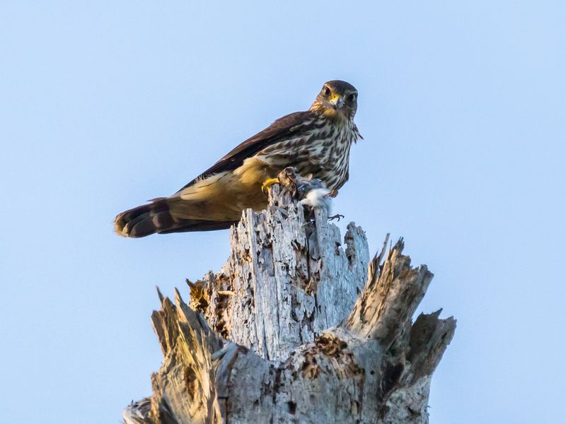 hawk kill Smithsonian Photo Contest Smithsonian Magazine