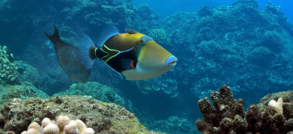  Colorful Triggerfish 