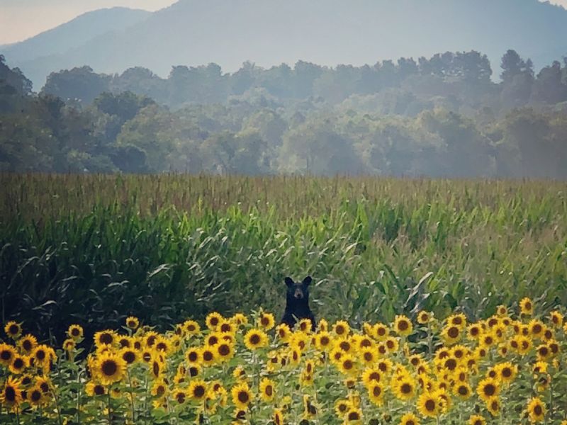 Bear in the sunflowers Smithsonian Photo Contest Smithsonian Magazine